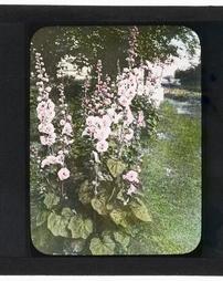 United States. [Hollyhock Bed]