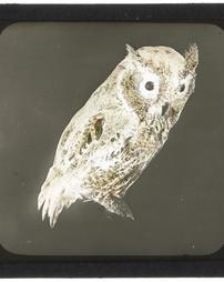 Unidentified. [Series] Zoology. Hoot Owl