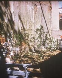 Beechwood Street [1700 Block] Garden. 1956