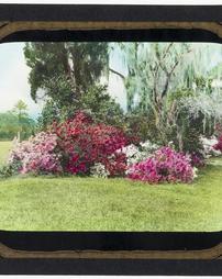 United States. South Carolina. Azalea Indica Duc de Rohan Fielders White Formosa Phoenicia