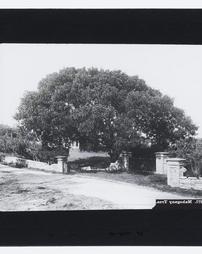 Bermuda Islands. Mahogany Tree