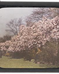 [Row of Flowering Trees]