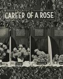 1942 Philadelphia Flower Show. Career of a Rose Exhibit
