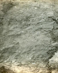 Limestone conglomerate or breccia