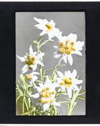 Switzerland. Leontopodium Alpinum Edelweiss