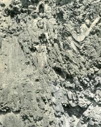 Brallier shale