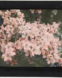 United States. South Carolina. [Unidentified blossoms]