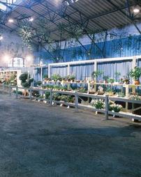 1965 Philadelphia Flower Show. Competitive Classes Section