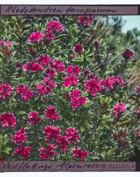 [ZW1] Rhododendron ferrugineum