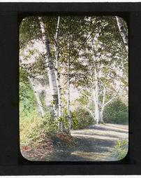 Unidentified. [Path with Birch Trees]