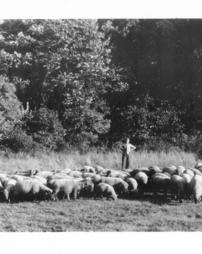 Sheep Raising on Golf Course, 1942