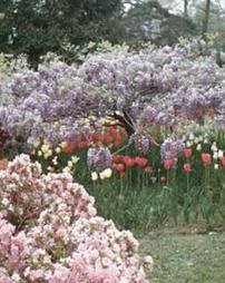 Tulips and Wisteria