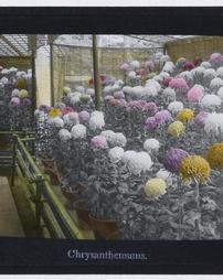Japan. Chrysanthemums