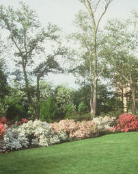 Azalea Garden. [1988-]