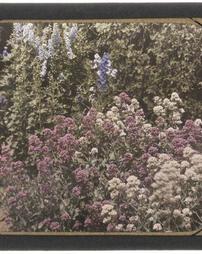 Longwood Gardens. Delphinium and Phlox