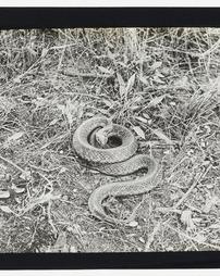 Unidentified. [Series] Zoology. Garter Snake