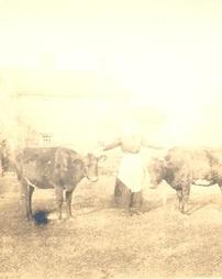Unidentified woman with 2 cows 