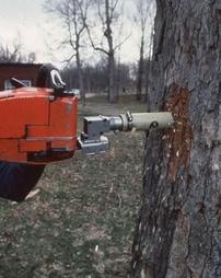 Man Drills Tree With Gas Powered Drill