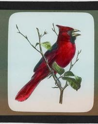 Unidentified. [Series] Zoology. Cardinal 