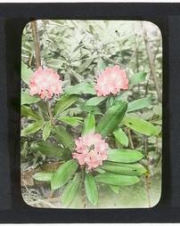 [Series] A Summers Ramble. Great Laurel or Rhododendron