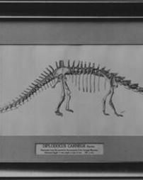 Print of Diplodocus carnegii in Carnegie Museum, Pittsburg