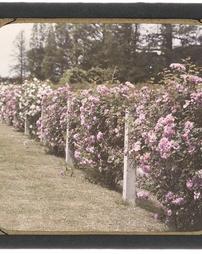 Longwood Gardens. Rose Hedge