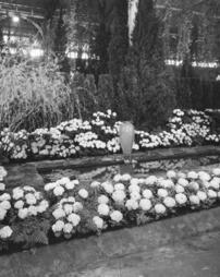 1939 Philadelphia Flower Show. Alfred M. Campbell Hydrangea Exhibit
