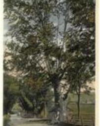 The Tallest Sycamore in Pennsylvania, Rothermel Homestead, Maidencreek Township (Pa.)