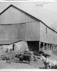 Black bull by barn