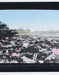 Japan. Tokyo. Lotus blossoms in the pond of Shinobazu