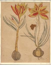 Two Flowers with Bulbs