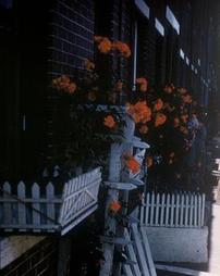Kater Street [2000 Block] Roses. 1958