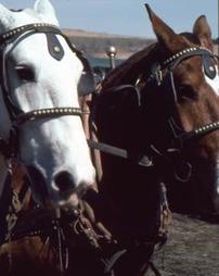 Close View of White and Brown Horses