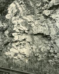 Tightly folded limestone and dolomite beds