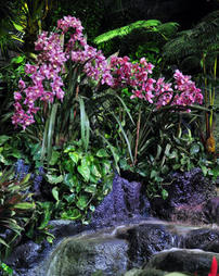 2012 Philadelphia Flower Show. Pele's Garden