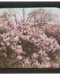 Lilacs. Fairmount Park
