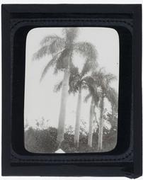 Bermuda Islands. [Four palm trees]