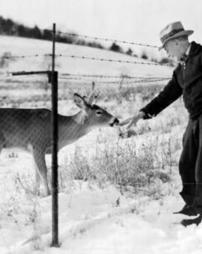 [Unidentifed man] Reaches out to deer at Lycoming County Game Farm