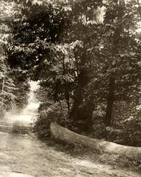 Road from Nesbit to Nippenose Valley, August 1907