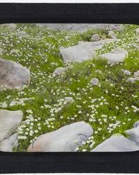 Switzerland. [Alpine Meadow with Herbaceous Plants]