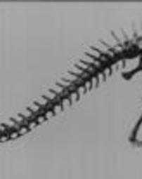 Photograph of the bones of the Diplodocus carnegiei in Carnegie Museum-- Pittsburgh, Pennsylvania