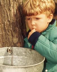 Boy Tasting Sugar Water 