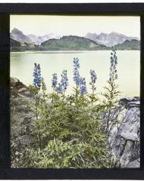 Unidentified. [Herbaceous Plant Against Lake]