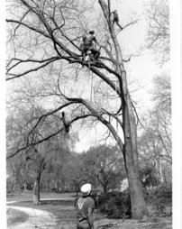 Azalea Garden. Bartlett Tree Expert Company. 1989