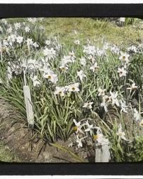 United States. [Unidentified Flower Bed of Daffodils]