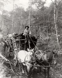 Team and wagon loaded with tan bark used in tanning leather