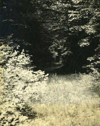 A woodland road