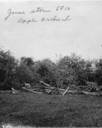 Apple orchard after a storm in 1910