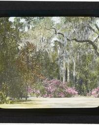 United States. South Carolina. Magnolia Gardens