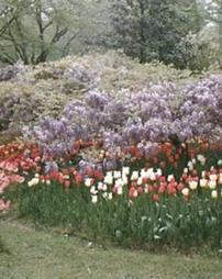Tulips and Wisteria